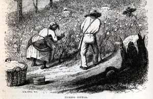 slaves picking cotton